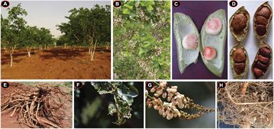 Genome sequencing and analysis uncover the regulatory elements involved in the development and oil biosynthesis of Pongamia pinnata (L.) – A potential biodiesel feedstock